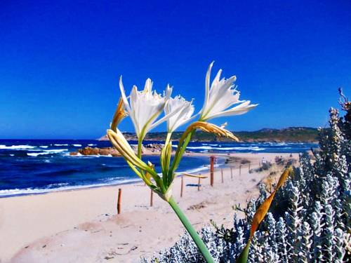 Santa Teresa di Gallura  Italien Rabattcode für Booking.com-Sonderangebote